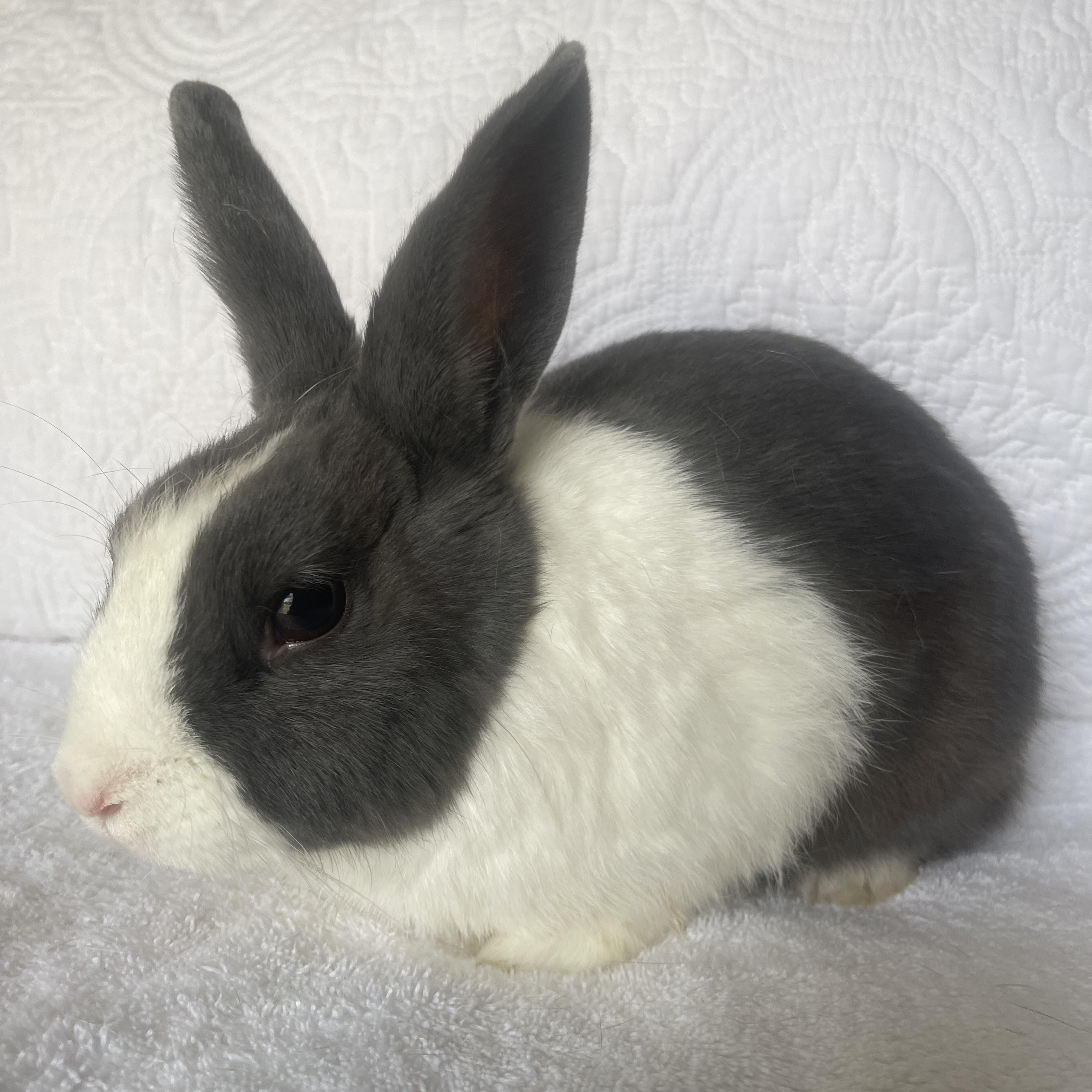 Enlarge Nico, a ADOPTABLE Dutch in Birmingham, AL image 2/3