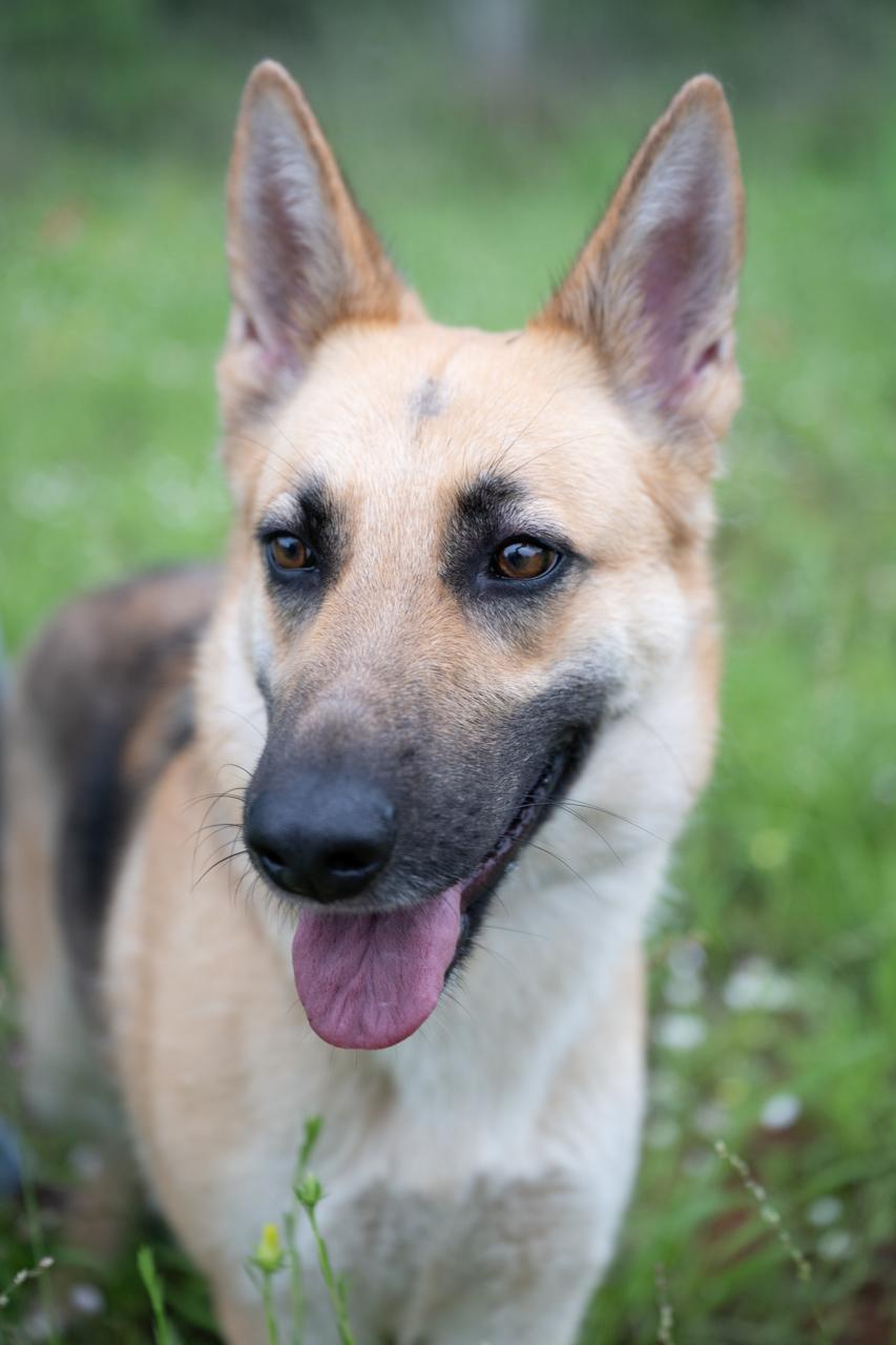 Enlarge Rhea, a ADOPTABLE mixed breed in Mason, TX image 4/6