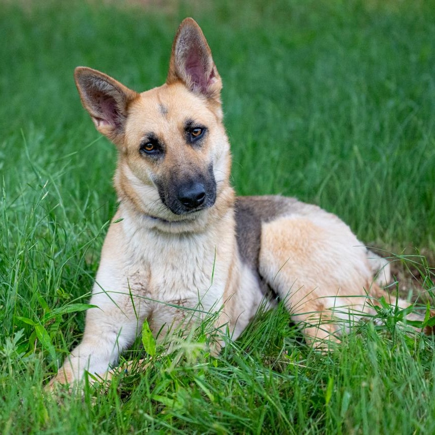 Enlarge Rhea, a ADOPTABLE mixed breed in Mason, TX image 3/6