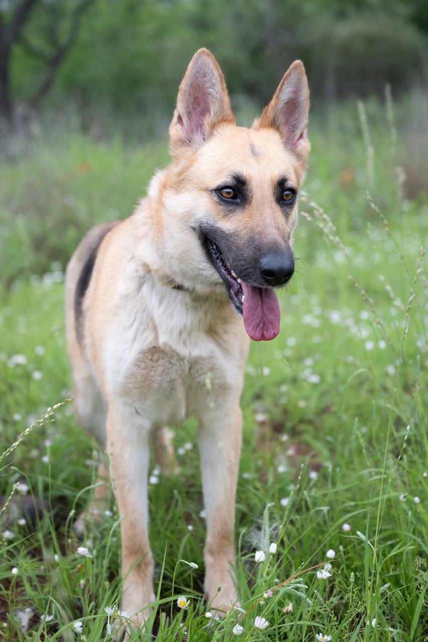 Enlarge Rhea, a ADOPTABLE mixed breed in Mason, TX image 5/6