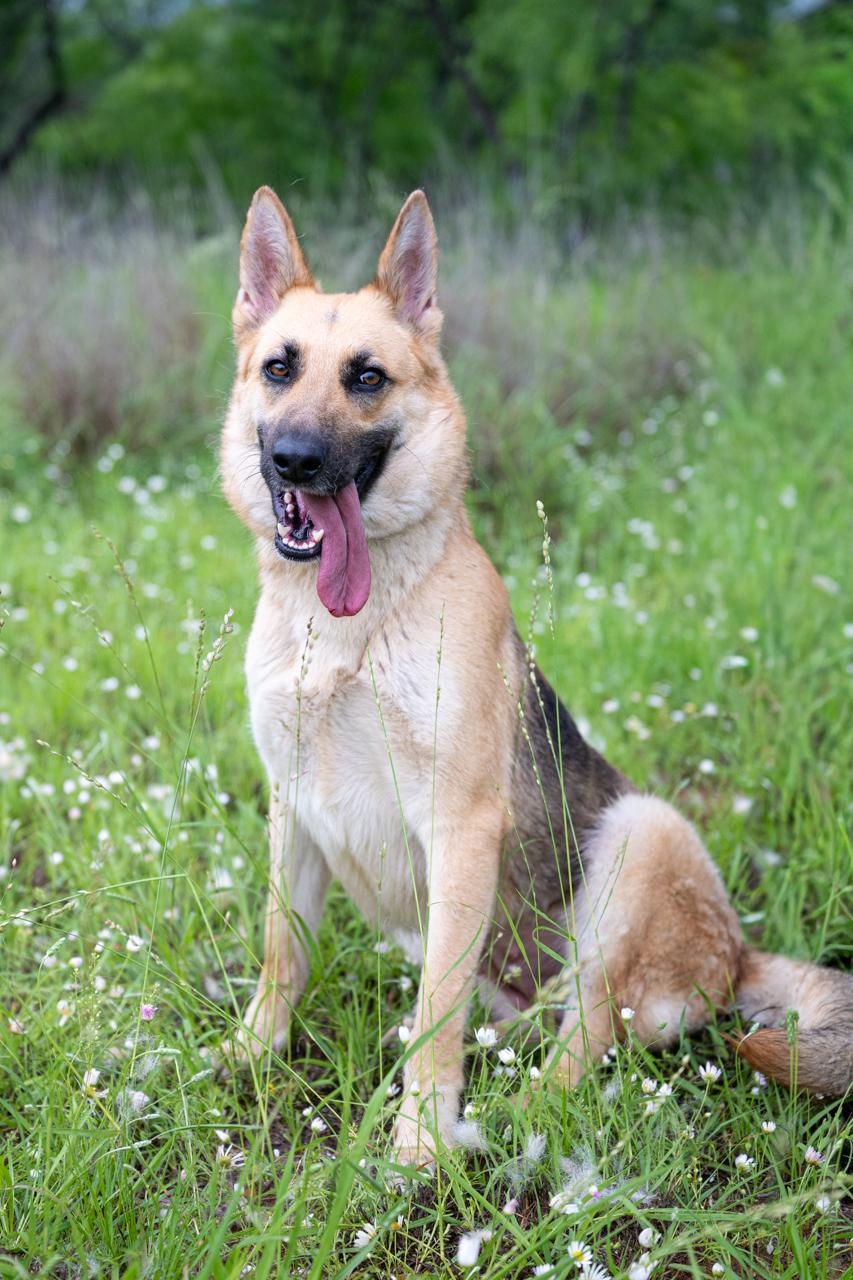 Rhea, ADOPTABLE, Young Female German Shepherd Dog.
