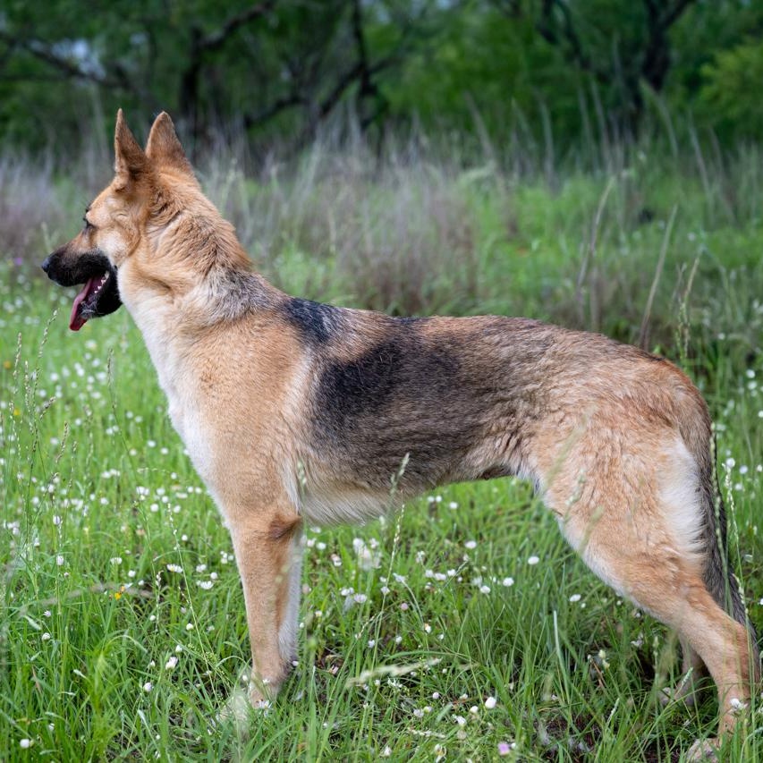 Enlarge Rhea, a ADOPTABLE mixed breed in Mason, TX image 6/6