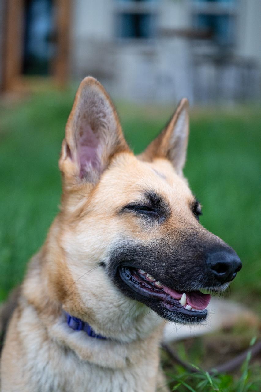 Enlarge Rhea, a ADOPTABLE mixed breed in Mason, TX image 2/6