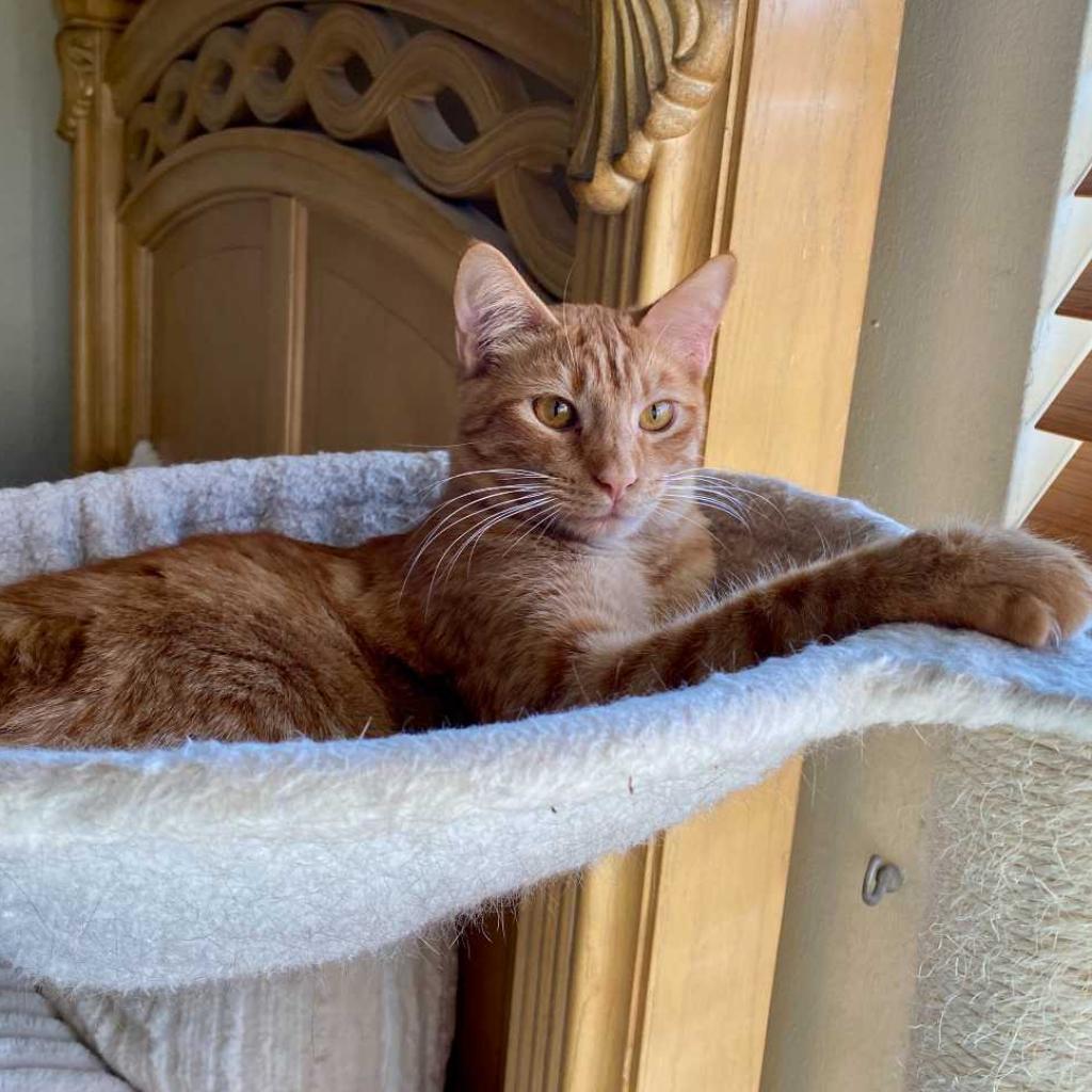 Twix, Adoptable, Adult Male Domestic Short Hair.