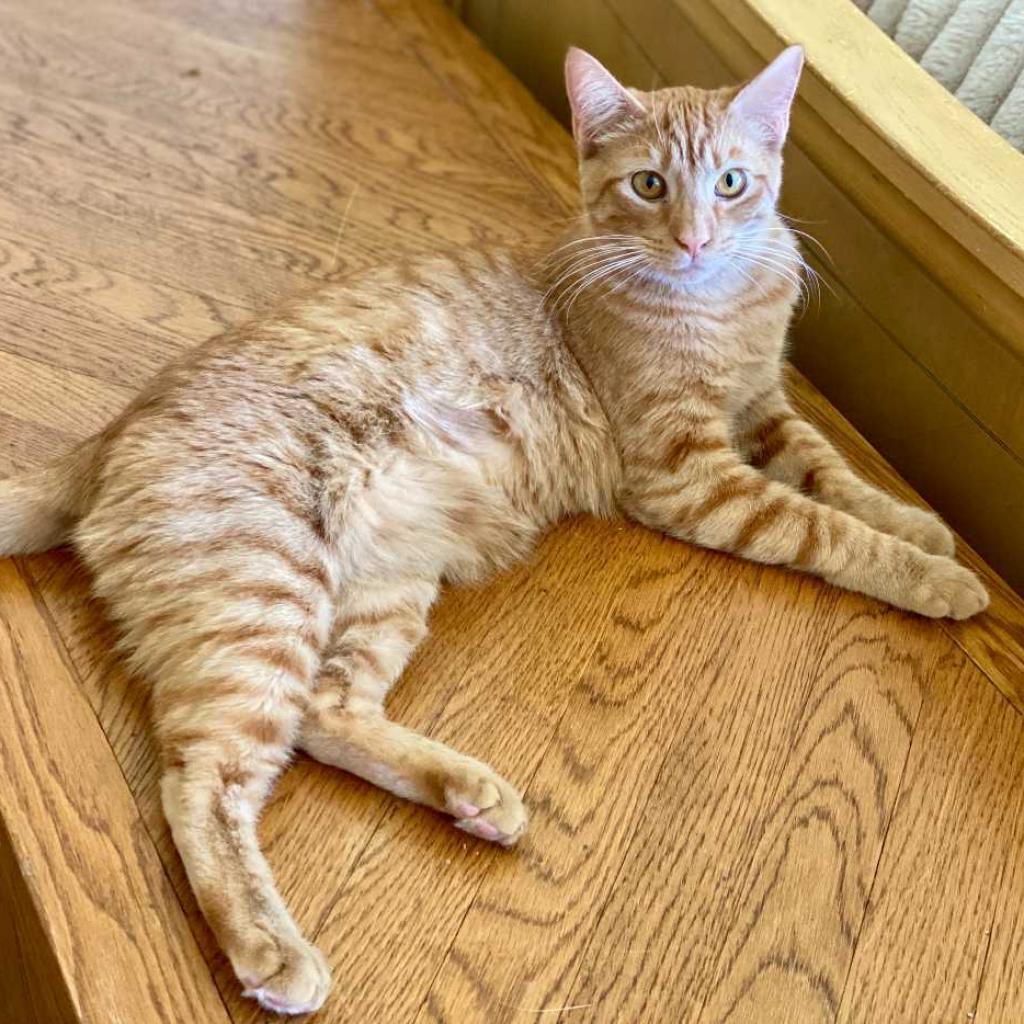 Enlarge Twix, a Adoptable Domestic Short Hair in Tampa, FL image 2/3