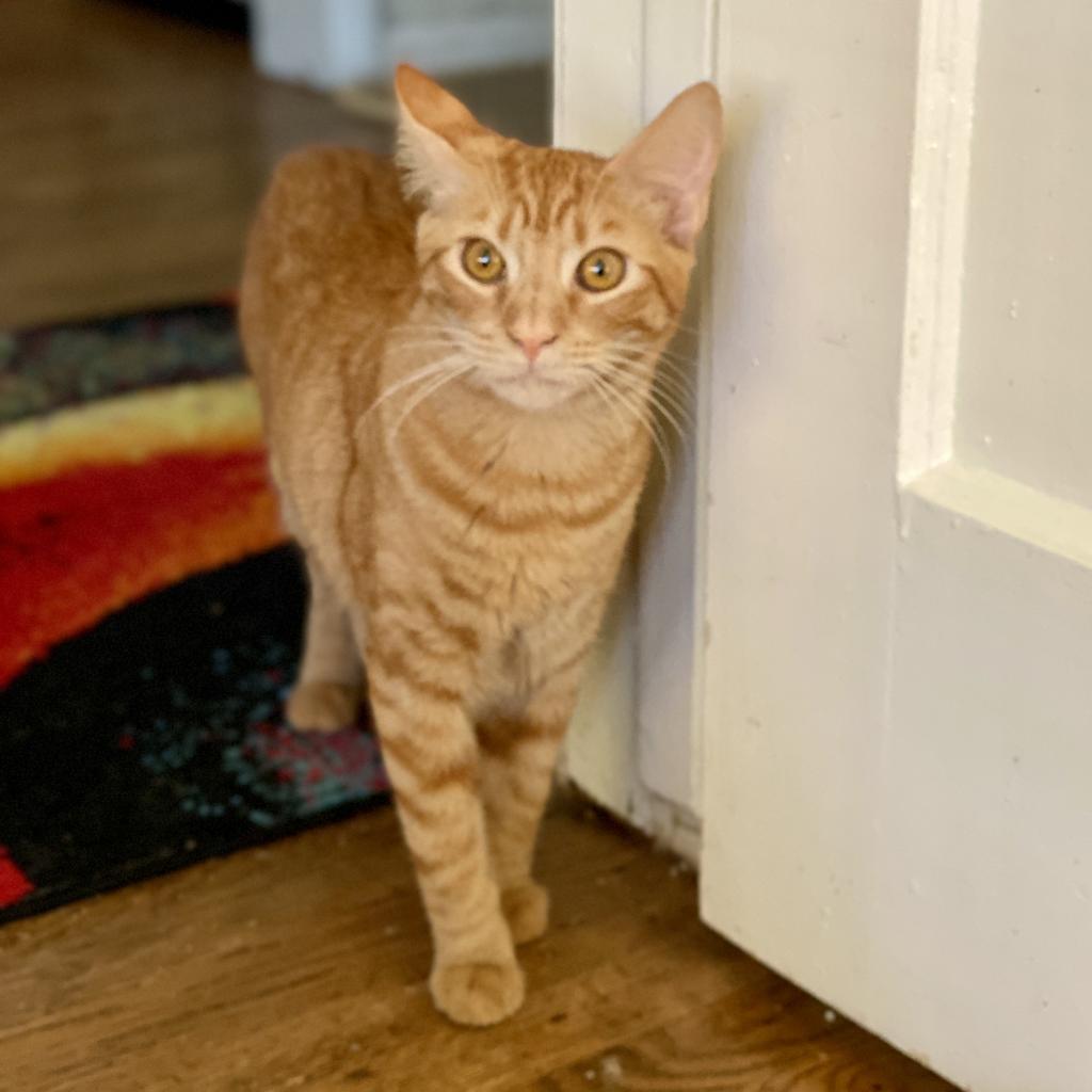 Enlarge Twix, a Adoptable Domestic Short Hair in Tampa, FL image 3/3