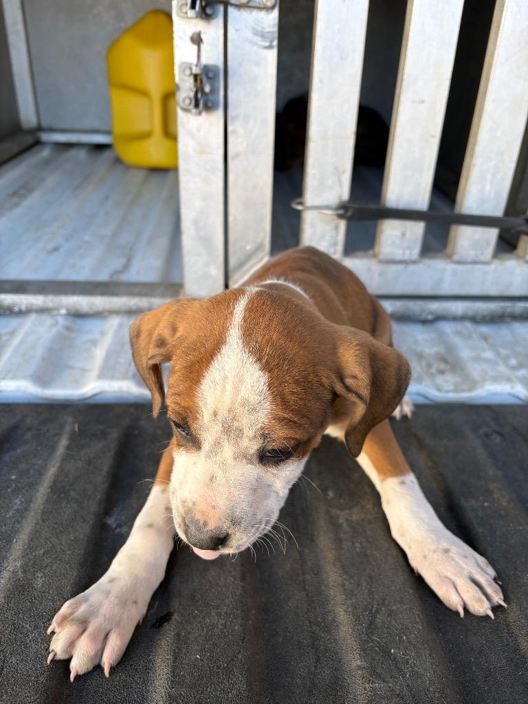 Beeker, Adoptable, Puppy Male Mixed Breed.