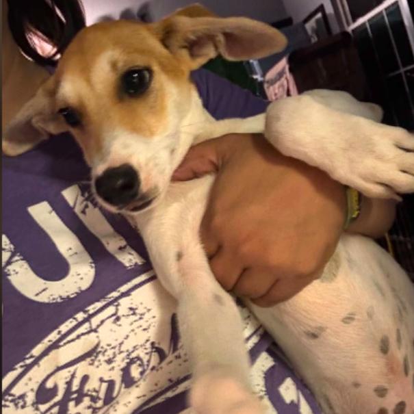 Enlarge Sneaky, a Adoptable mixed breed in Odessa, TX image 1/1