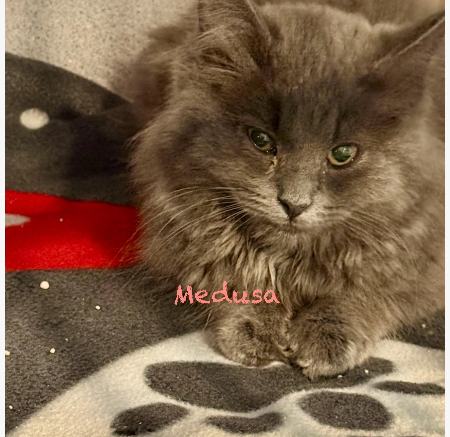 Enlarge Medusa, an adoptable Domestic Long Hair in Palatine, IL image 2/2
