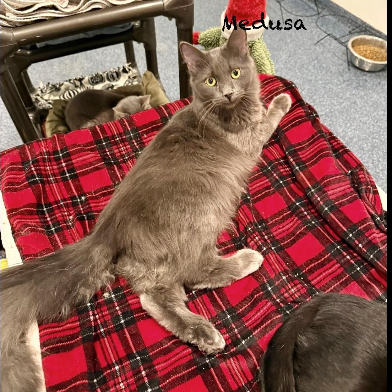 Enlarge Medusa, an adoptable Domestic Long Hair in Palatine, IL image 1/2