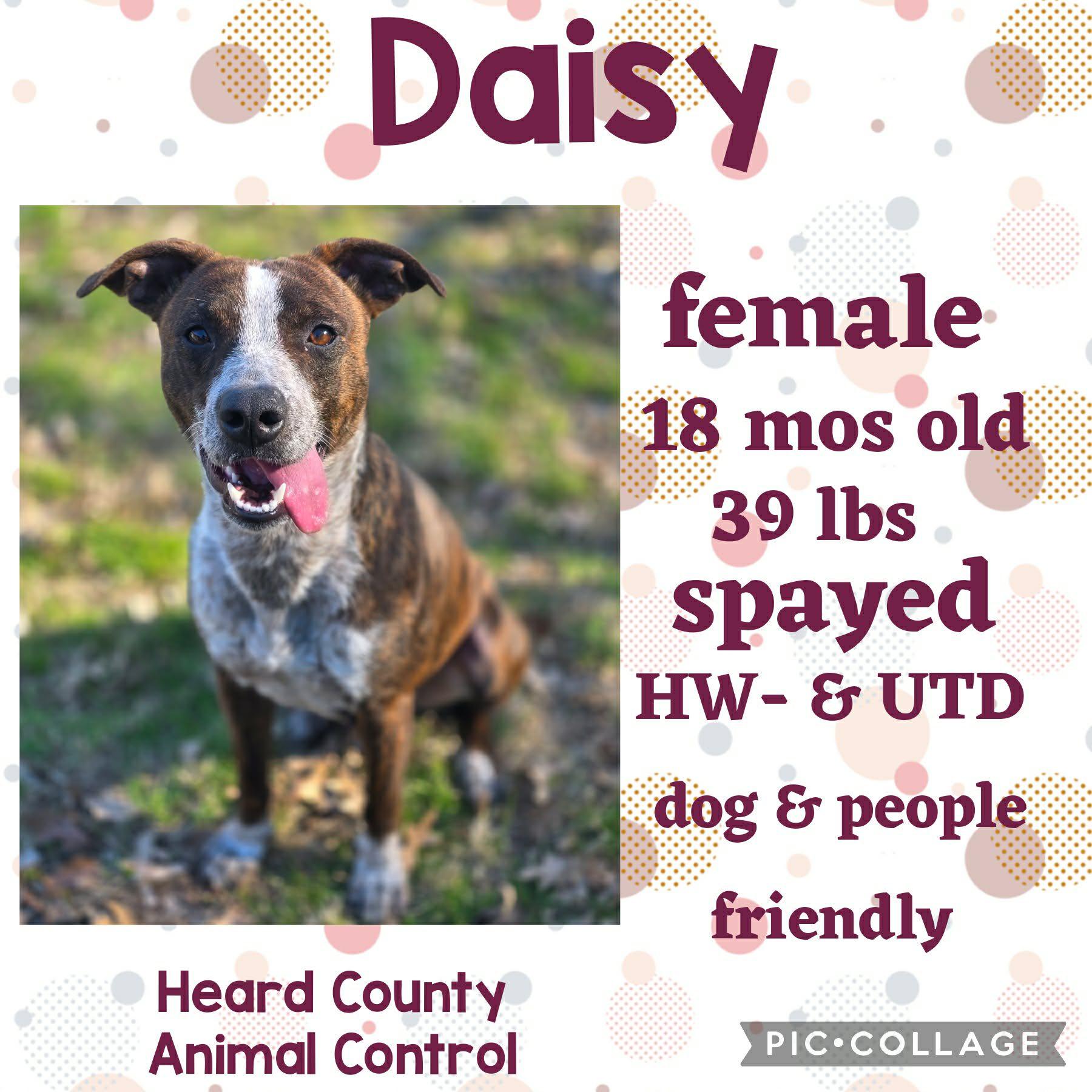 Enlarge Daisy, a ADOPTABLE Mixed Breed in Ossining, NY image 1/1