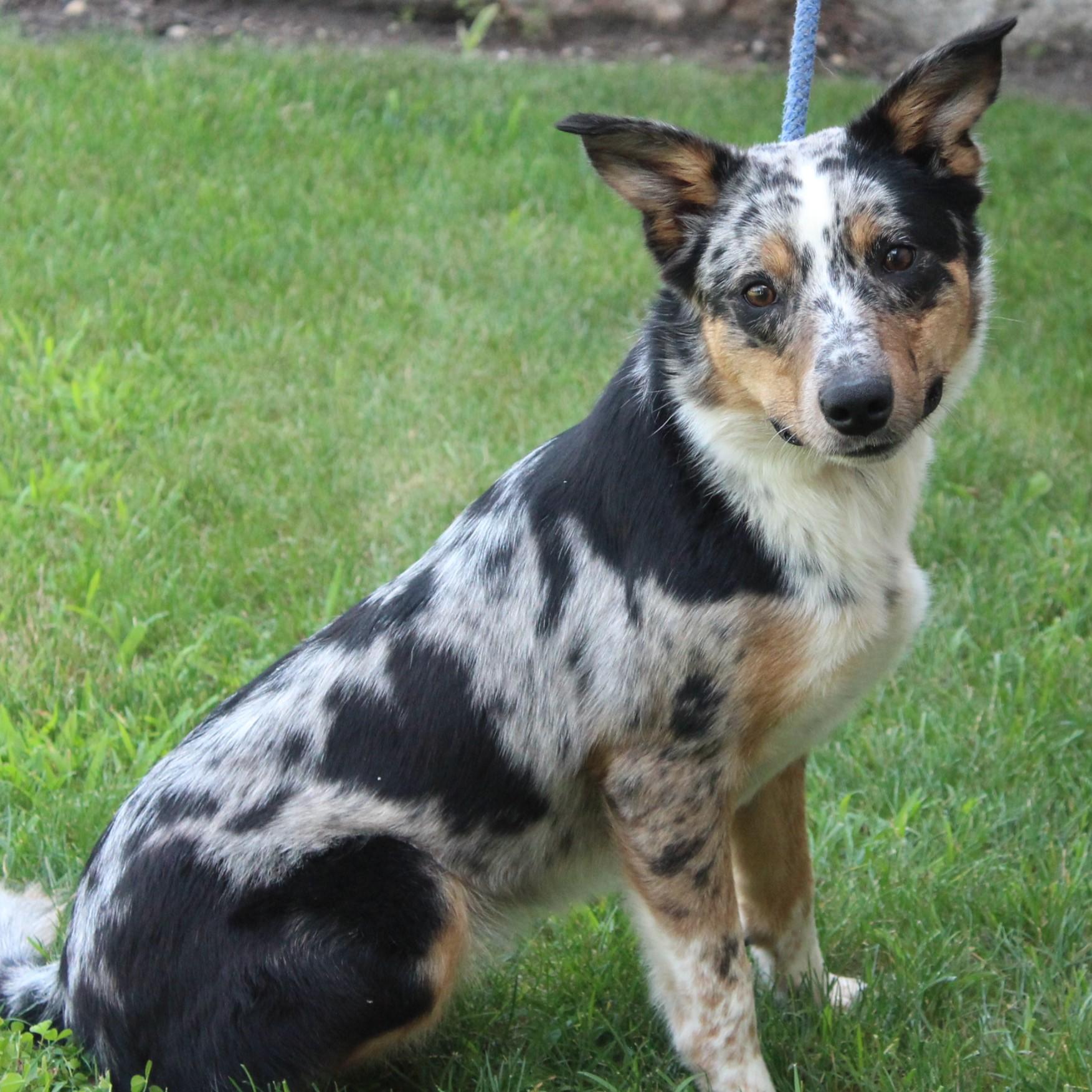 Reba, an adopted mixed breed in Eaton, OH image 2/6