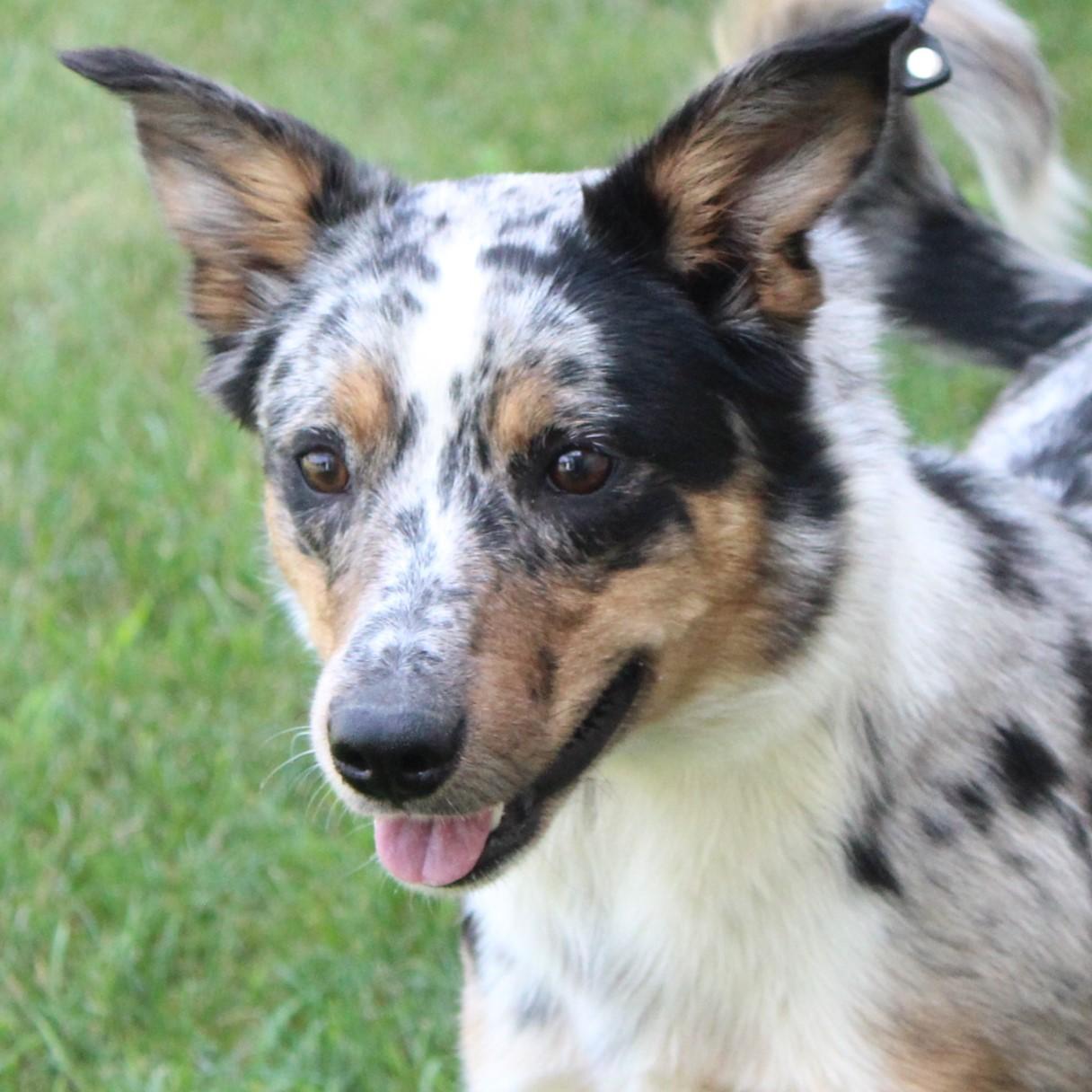 Reba, adopted, Adult Female Australian Shepherd.