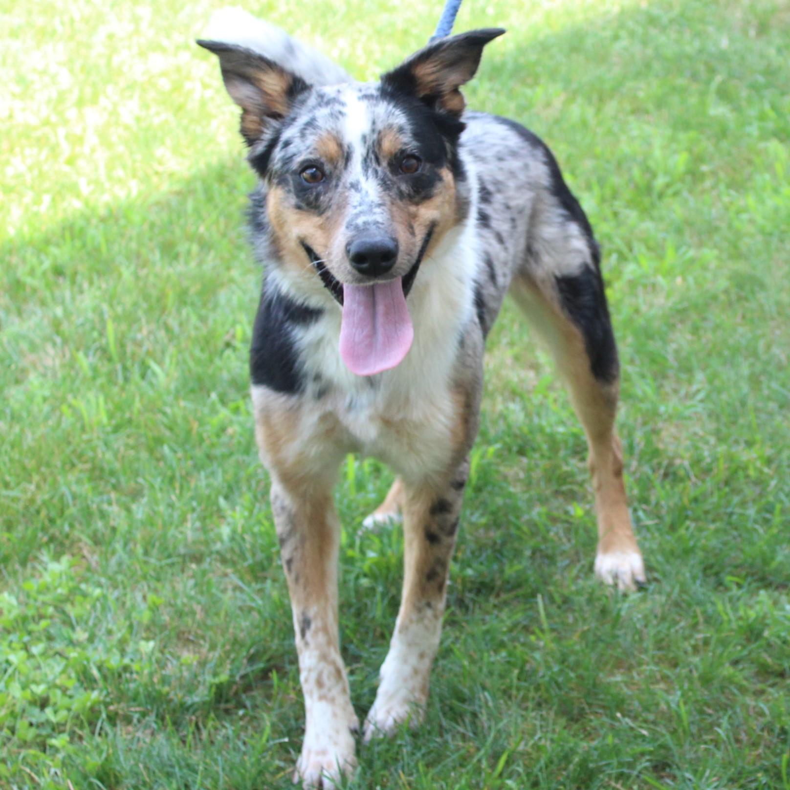Reba, an adopted mixed breed in Eaton, OH image 4/6