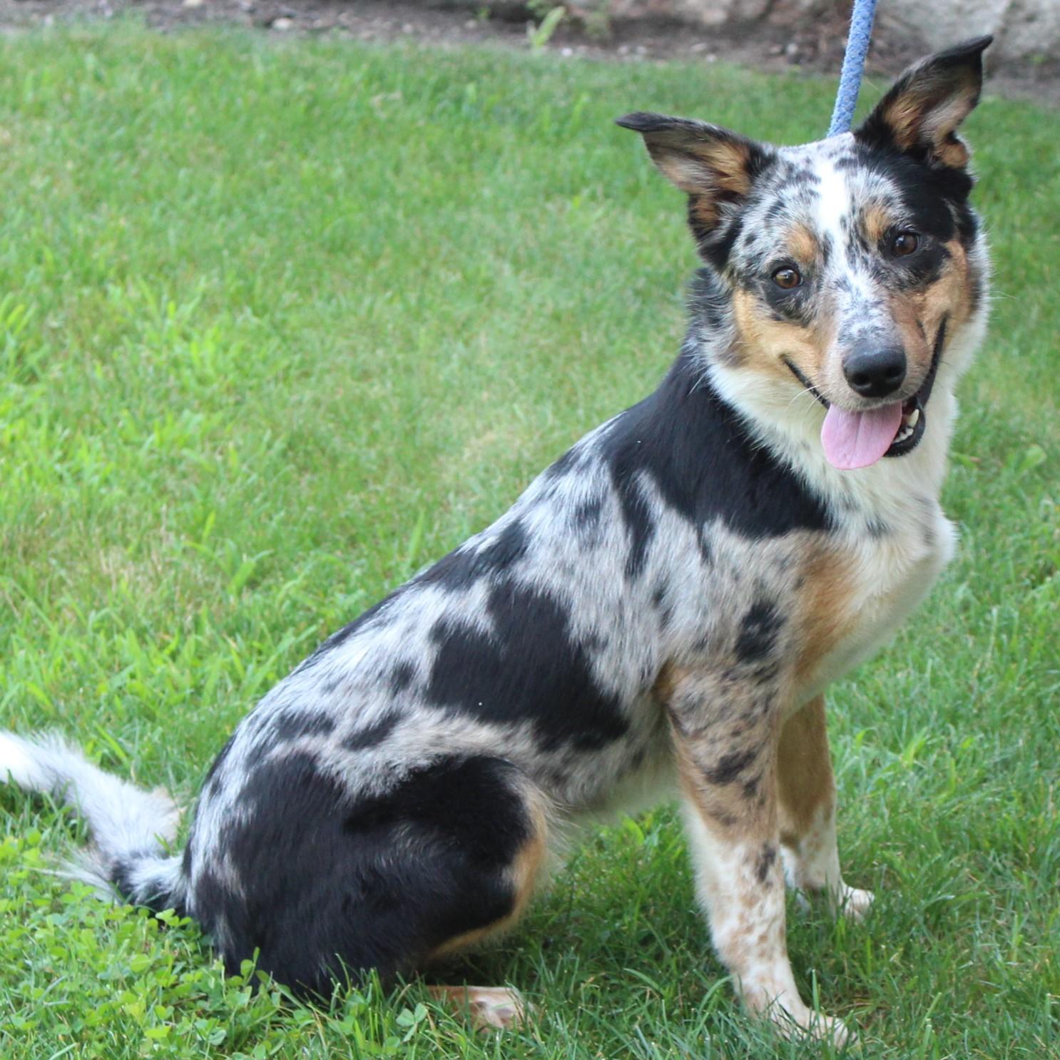Reba, an adopted mixed breed in Eaton, OH image 3/6