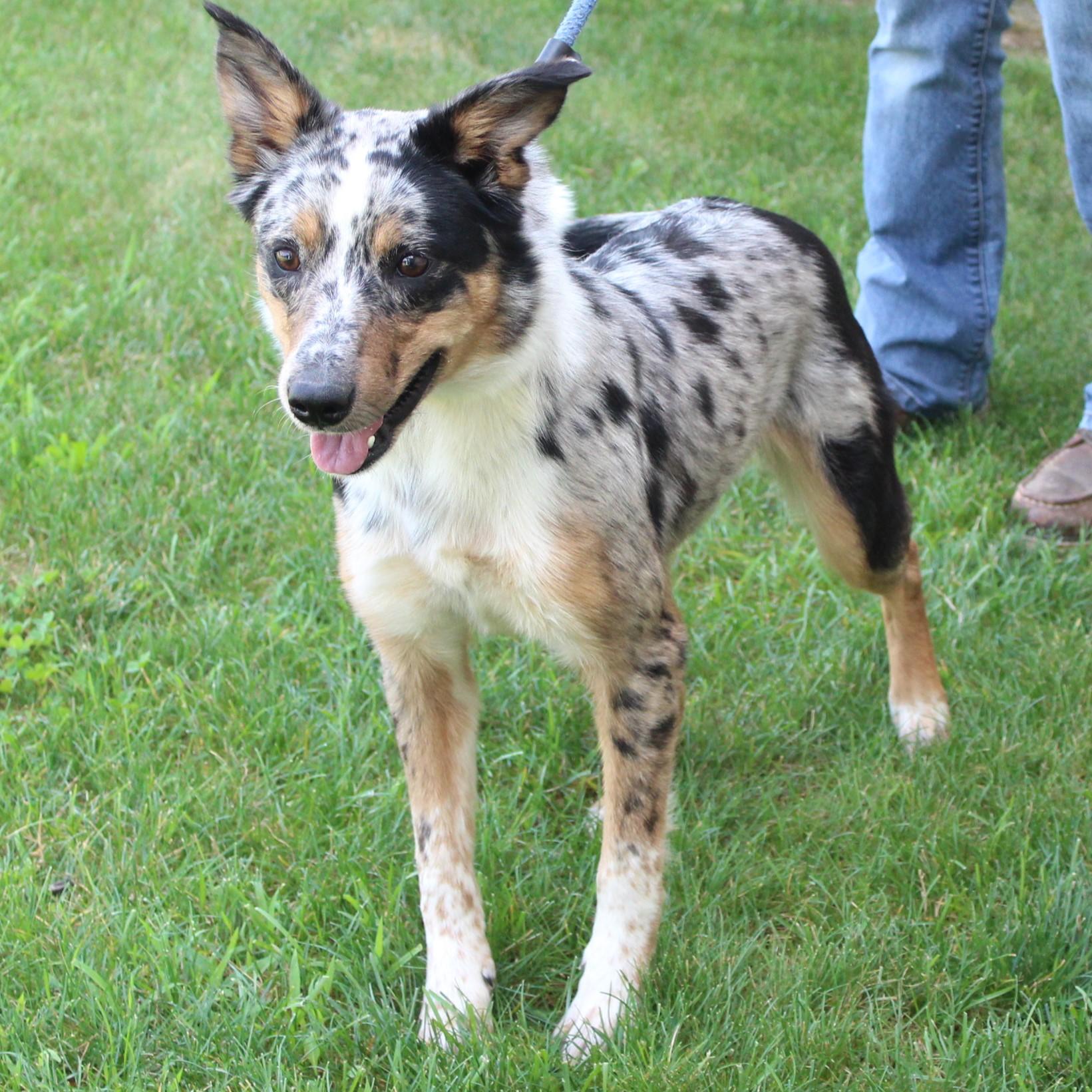 Reba, an adopted mixed breed in Eaton, OH image 5/6
