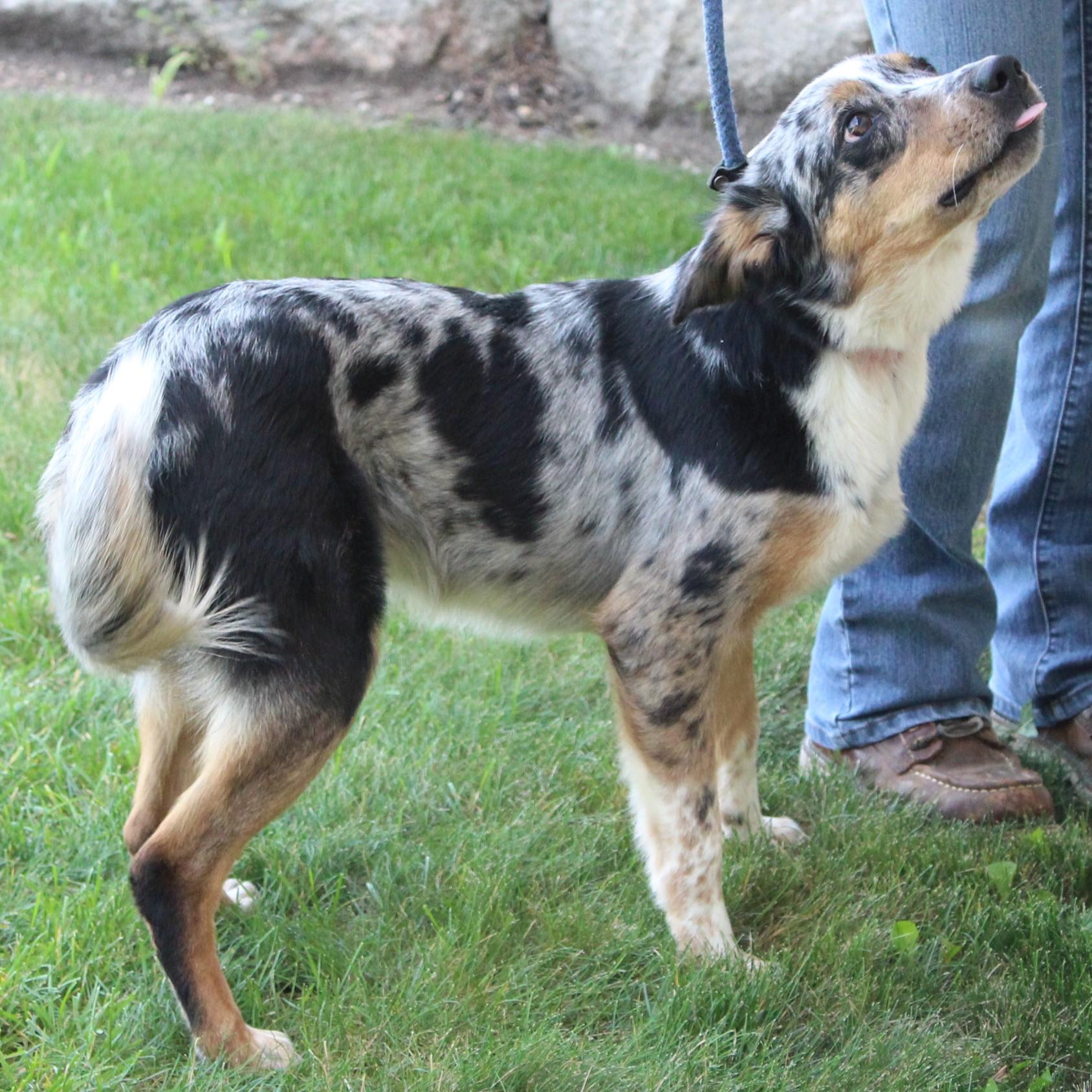 Reba, an adopted mixed breed in Eaton, OH image 6/6