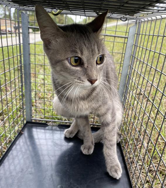 Enlarge TRUDY, a Adoptable Domestic Short Hair in Fort Myers, FL image 1/1