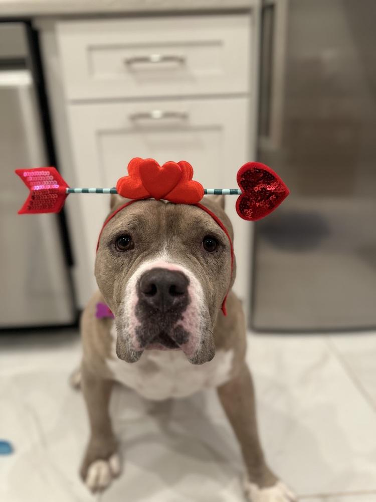 Enlarge Mookie, a Adoptable mixed breed in Wayne, NJ image 1/3