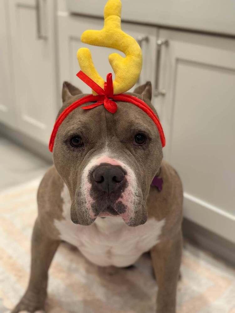 Enlarge Mookie, a Adoptable mixed breed in Wayne, NJ image 2/3