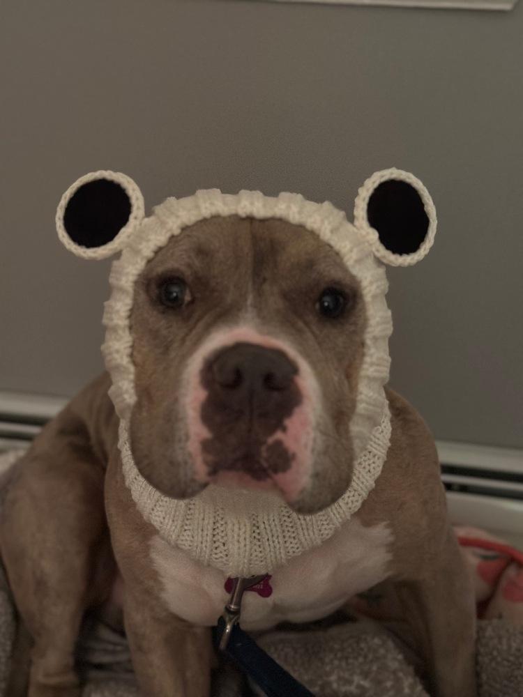 Enlarge Mookie, a Adoptable mixed breed in Wayne, NJ image 3/3