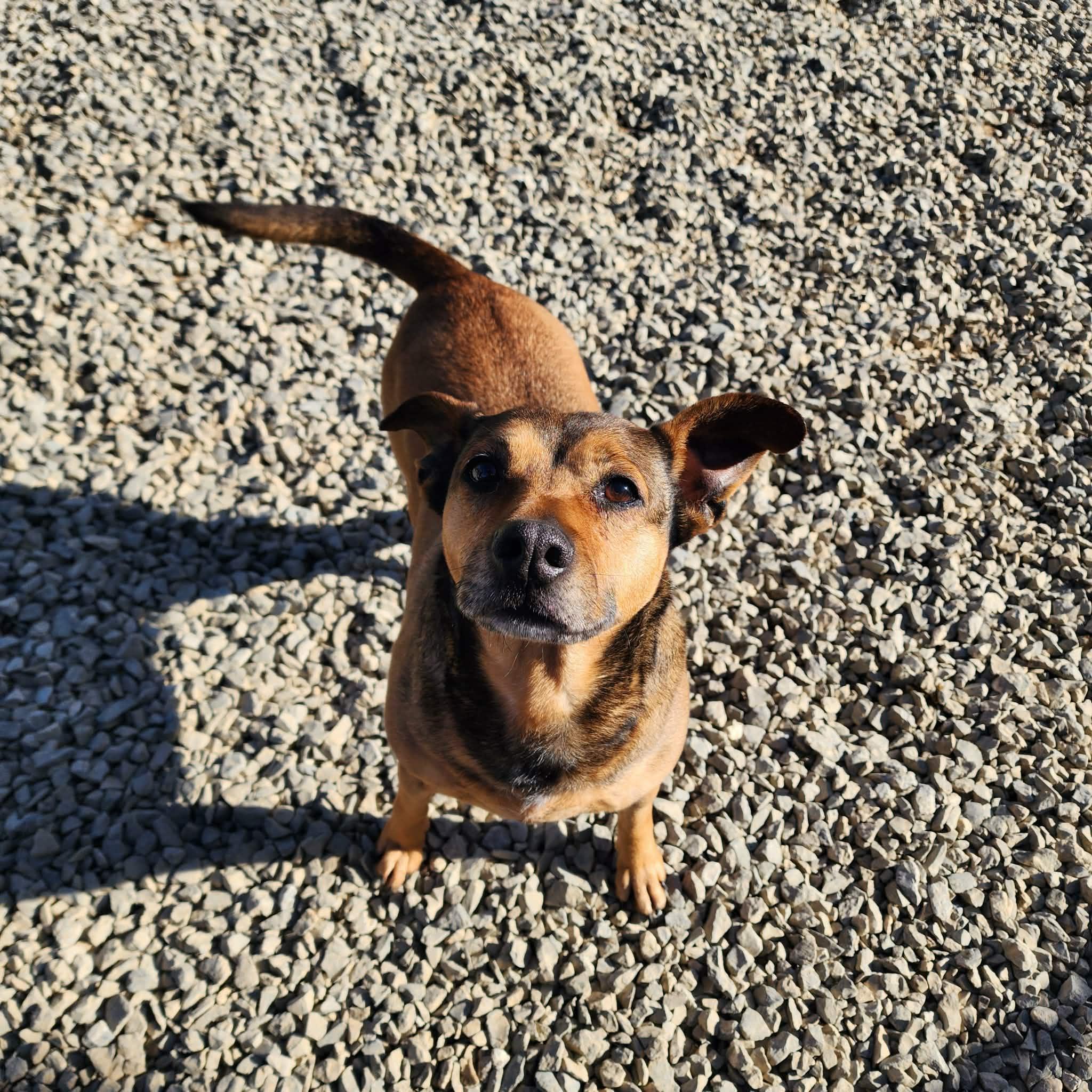 Enlarge Lacey, a Adoptable mixed breed in Allentown, PA image 2/5