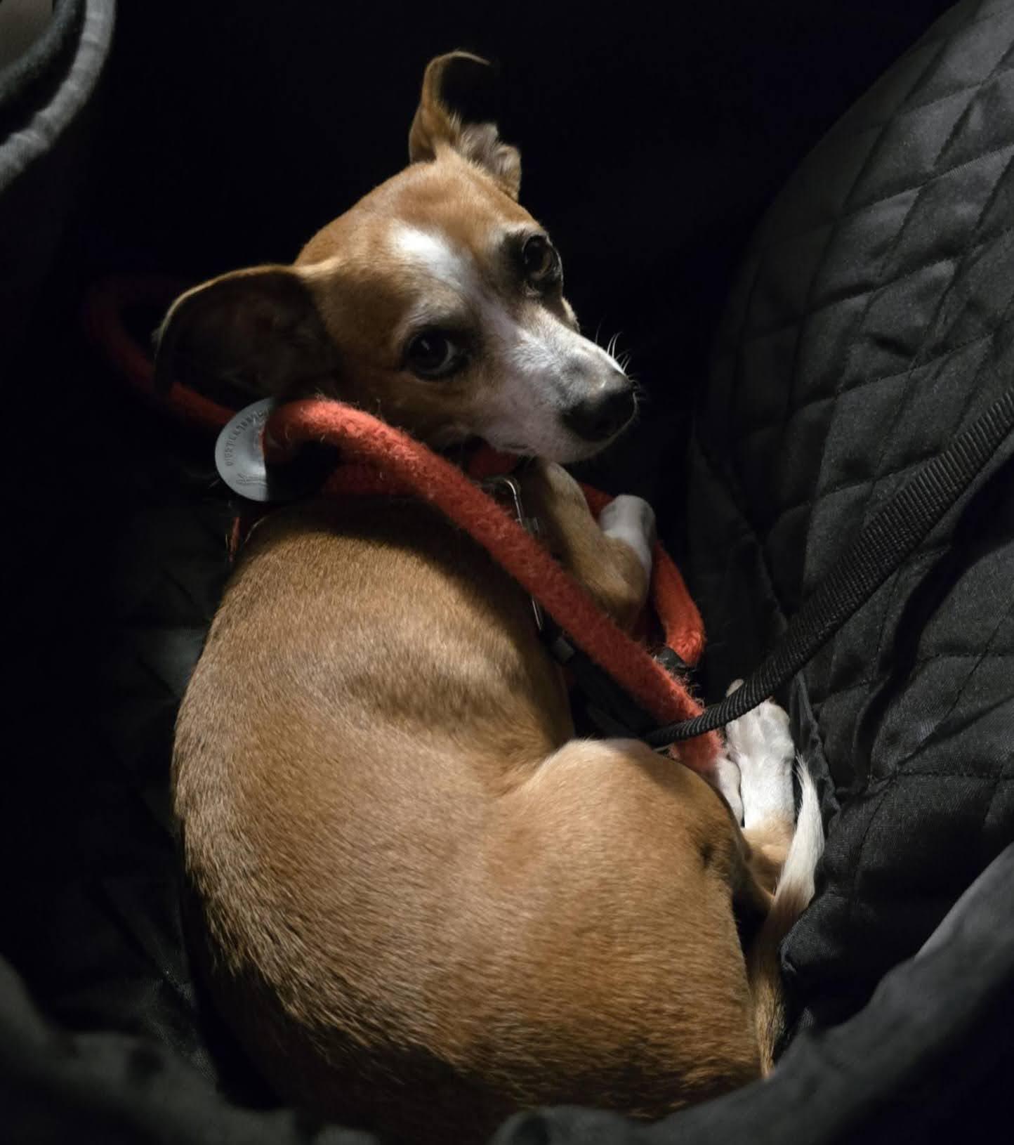 Enlarge Wulfrik - Adopted!, a Adopted mixed breed in Athens, GA image 6/6