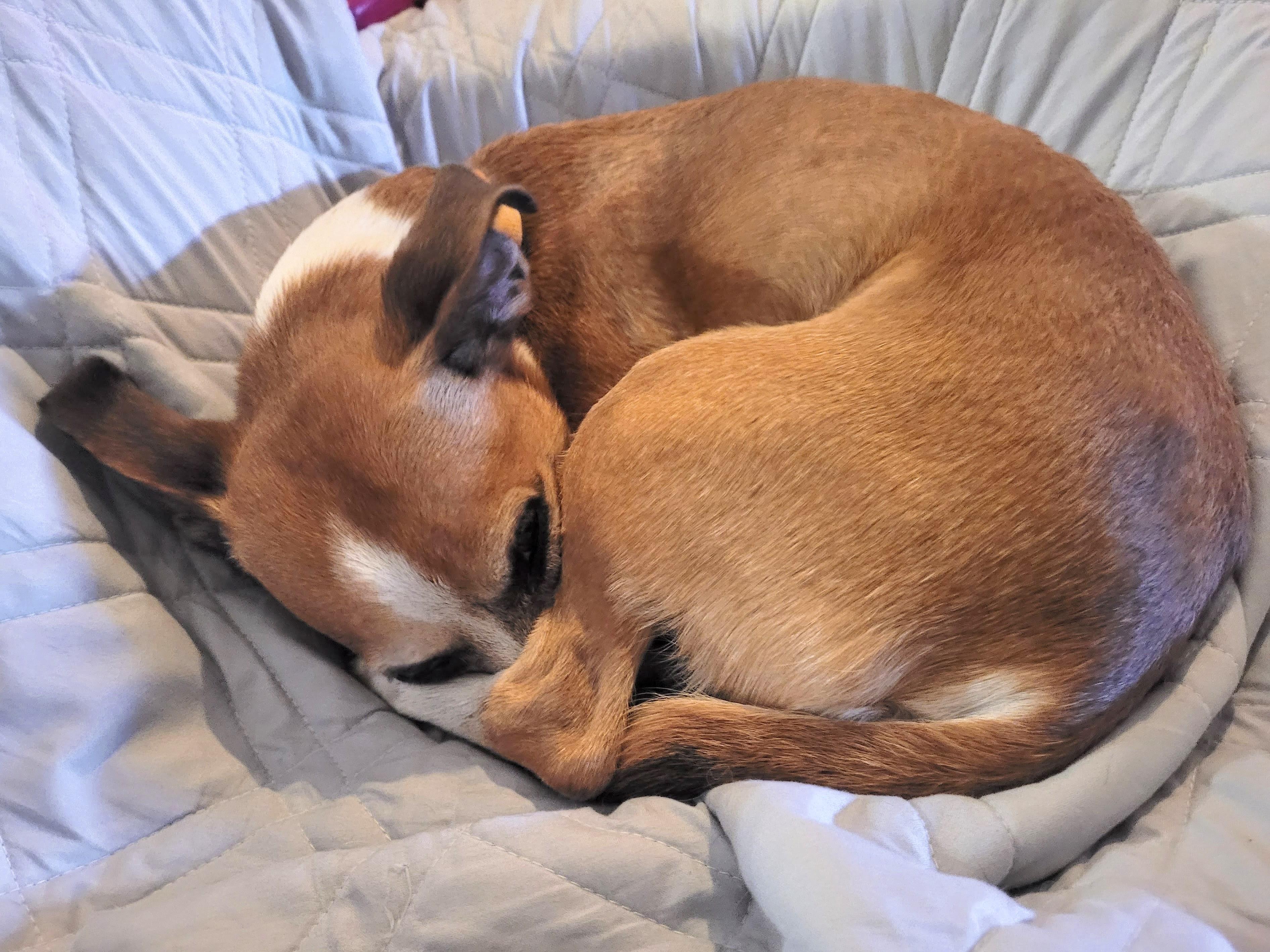 Enlarge Wulfrik - Adopted!, a Adopted mixed breed in Athens, GA image 5/6