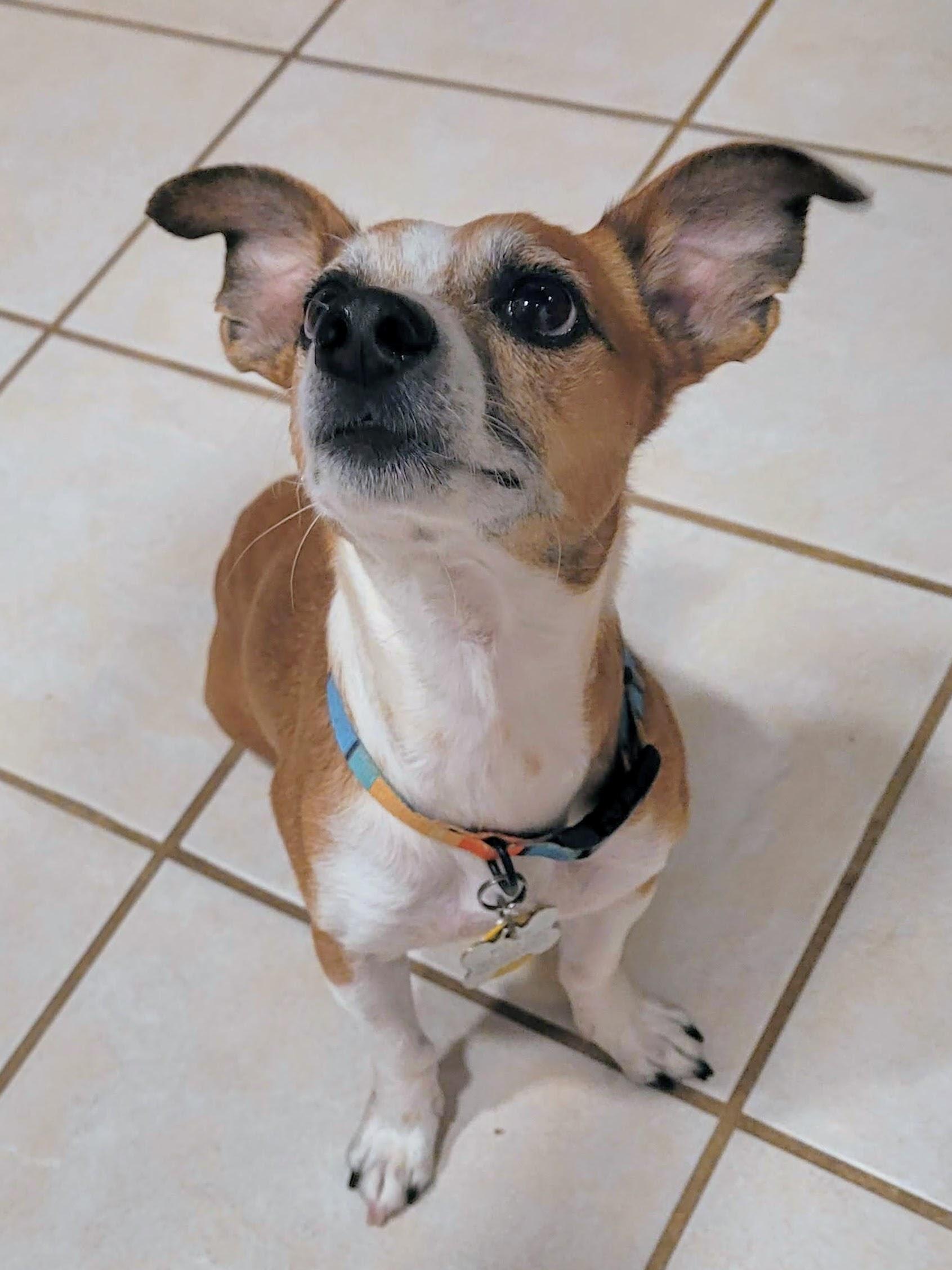 Enlarge Wulfrik - Adopted!, a Adopted mixed breed in Athens, GA image 2/6