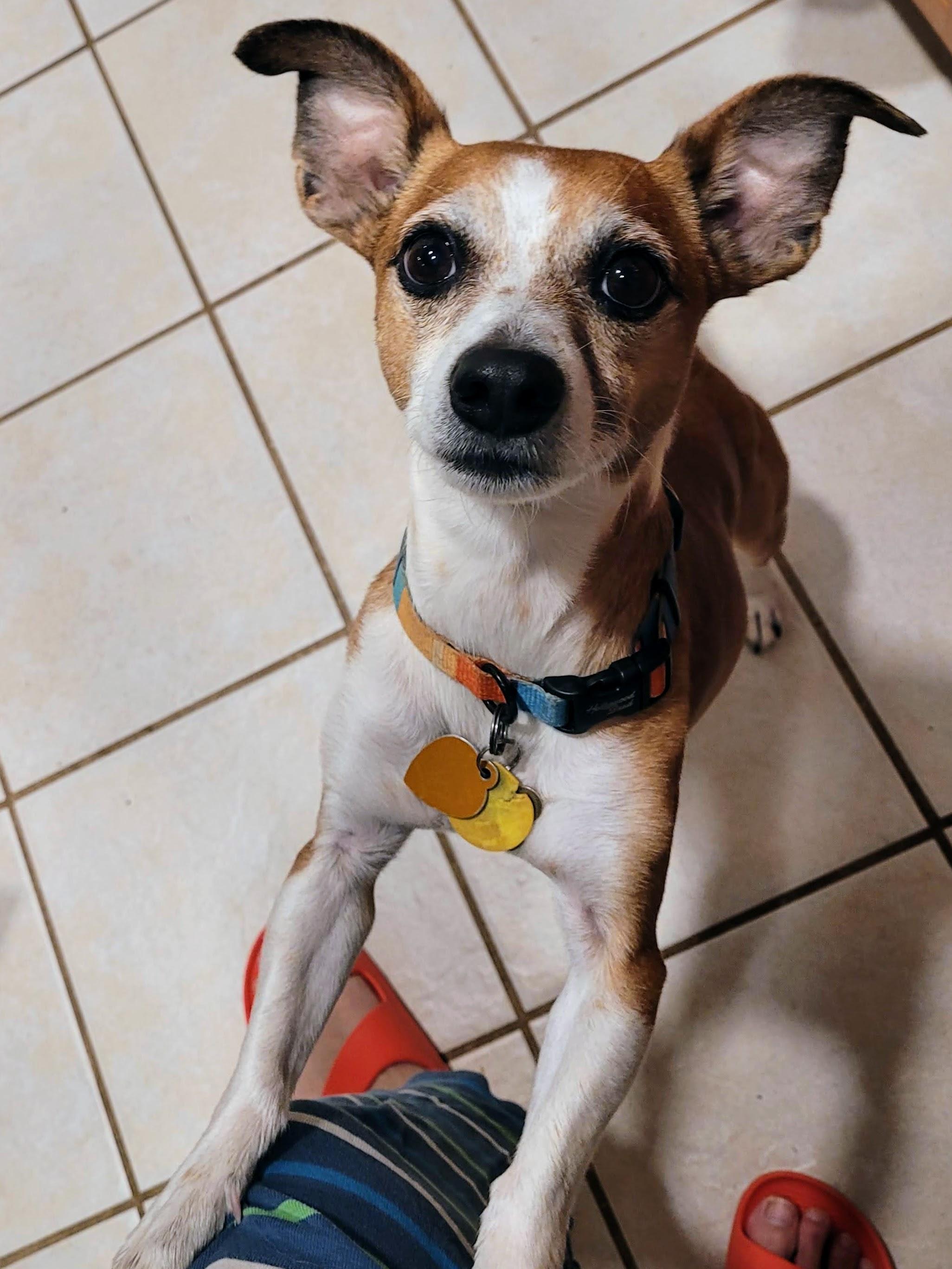 Enlarge Wulfrik - Adopted!, a Adopted mixed breed in Athens, GA image 3/6