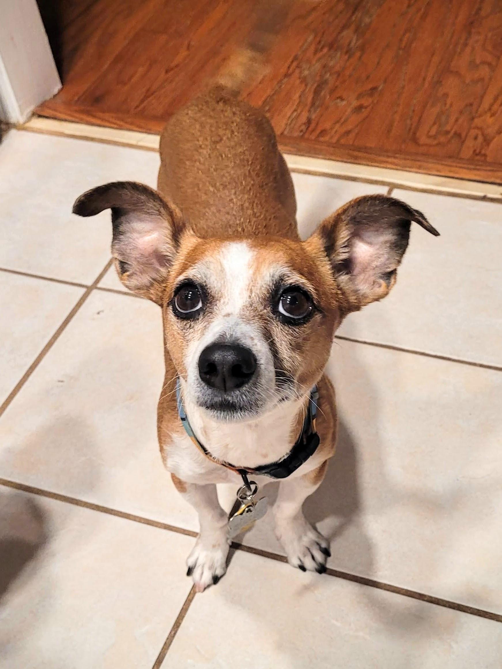 Enlarge Wulfrik - Adopted!, a Adopted mixed breed in Athens, GA image 4/6