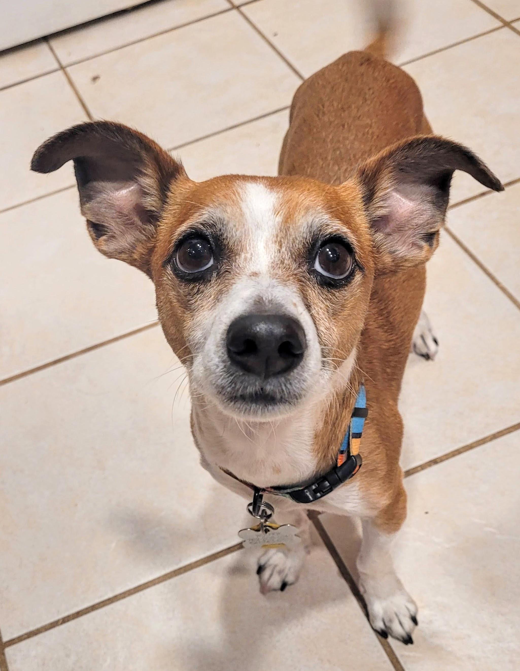 Enlarge Wulfrik - Adopted!, a Adopted mixed breed in Athens, GA image 1/6