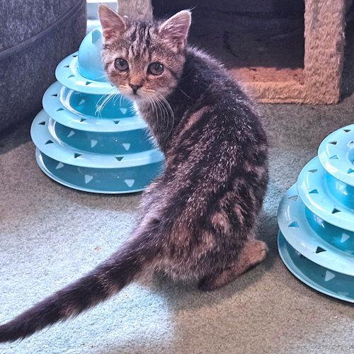 Katydid, Adopted, Kitten Female Tabby.