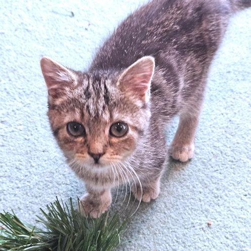 Enlarge Katydid, a Adopted Tabby in Rutherfordton, NC image 3/3