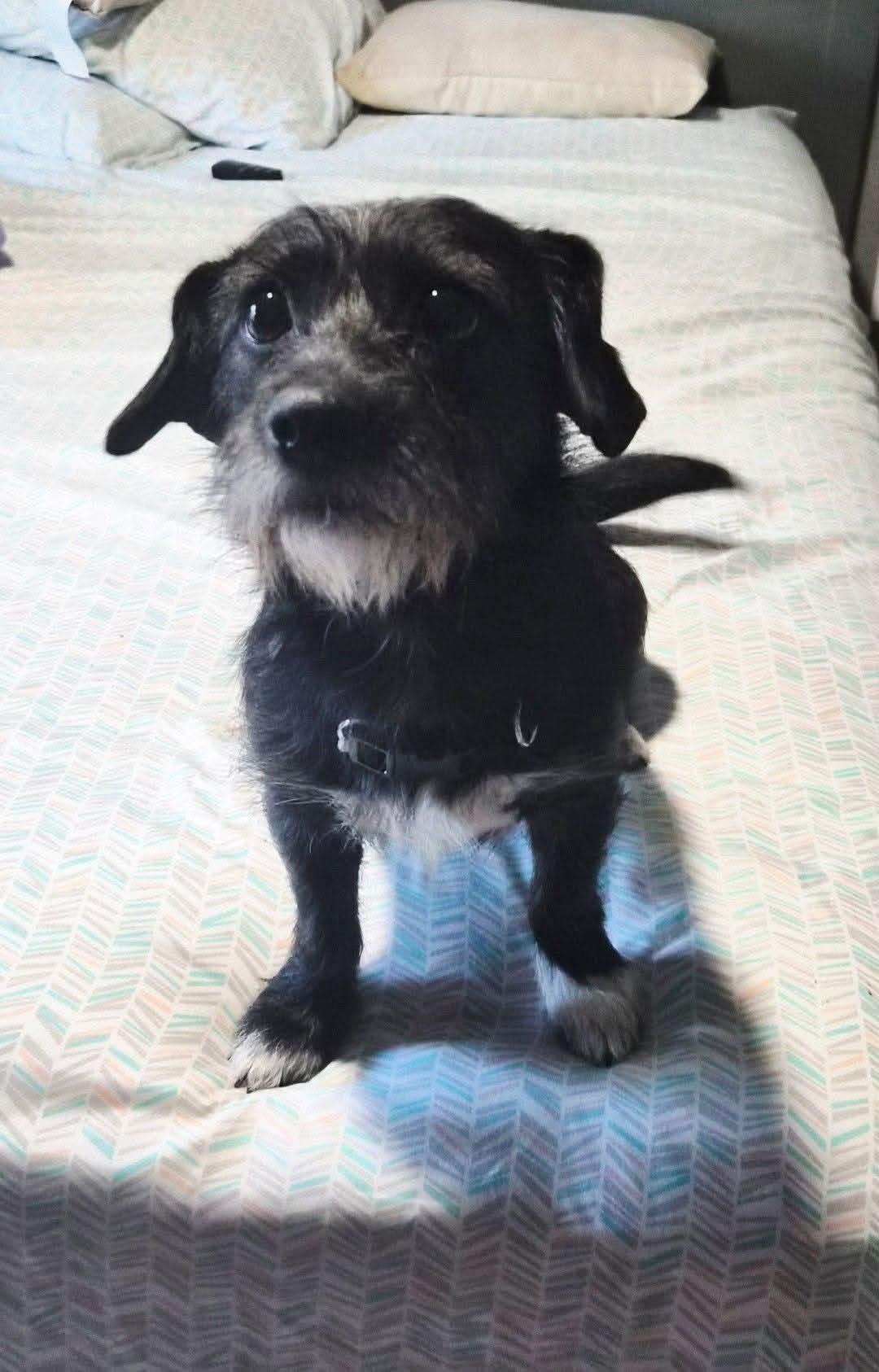 Thea, ADOPTABLE, Adult Female Terrier.