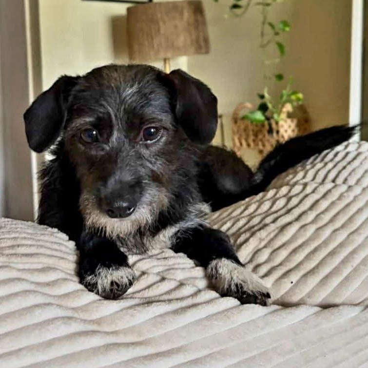 Enlarge Thea, a ADOPTABLE mixed breed in Elkton, MD image 2/6