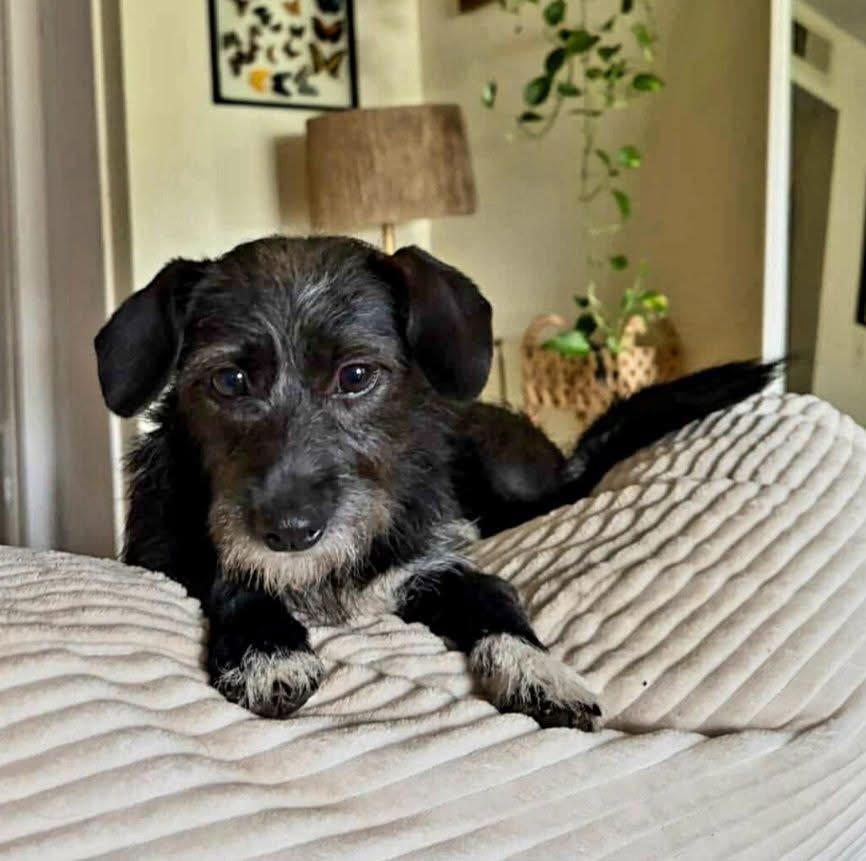Thea, a ADOPTABLE mixed breed in Elkton, MD image 2/2