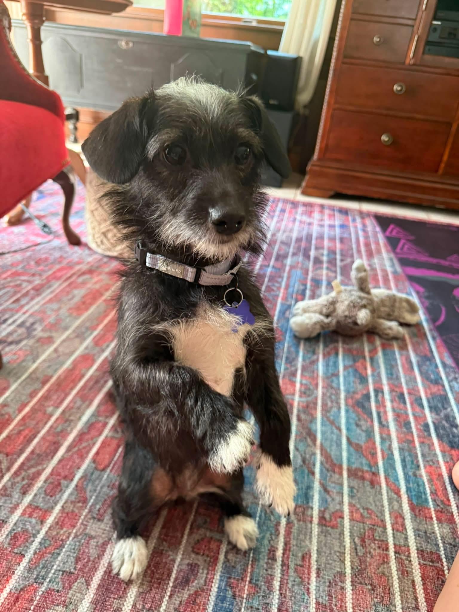 Thea, ADOPTABLE, Young Female Terrier.