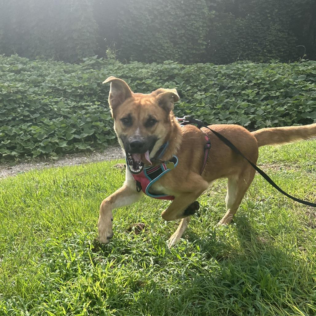 Hinata, Adoptable, Adult Male Mixed Breed.