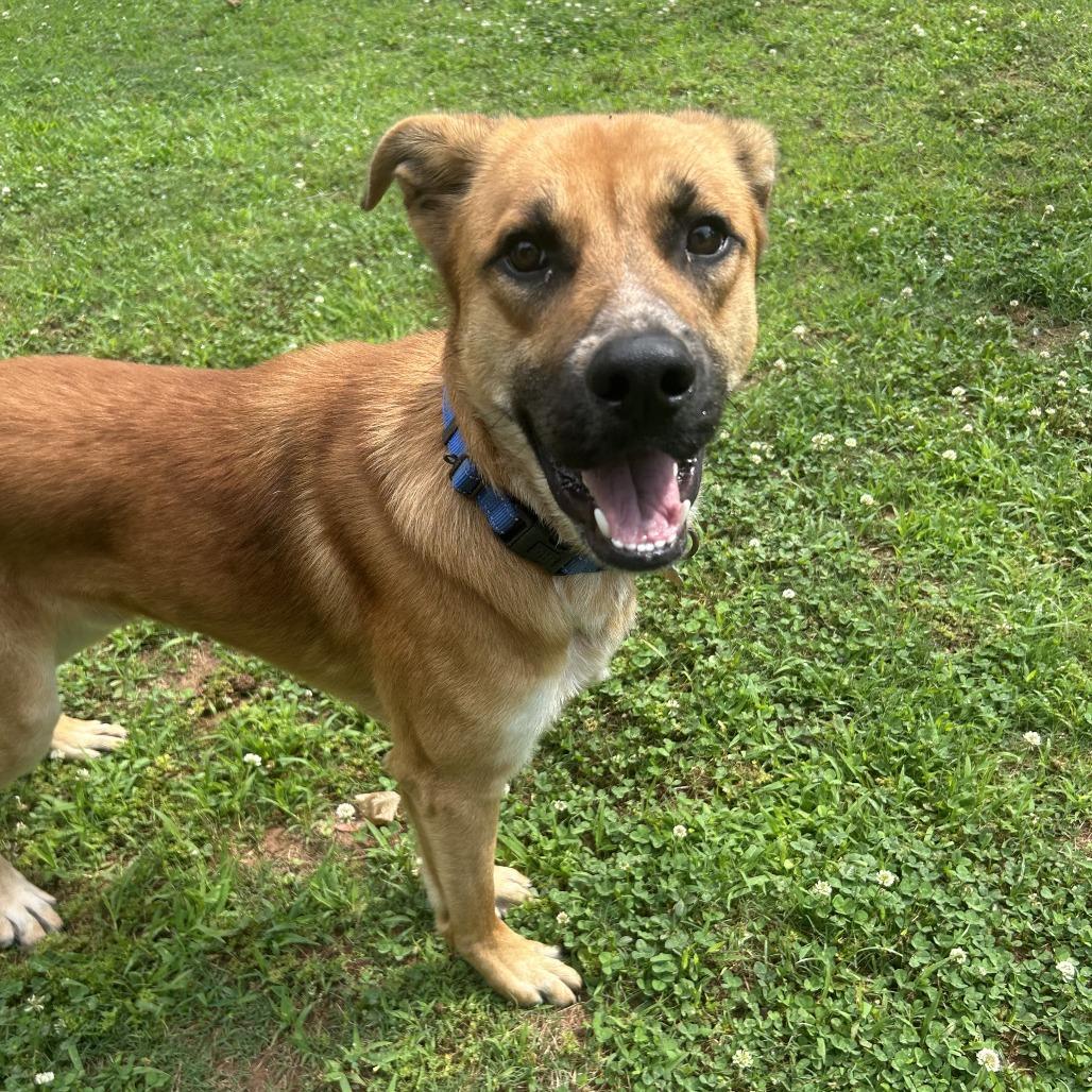 Enlarge Hinata, a Adoptable Mixed Breed in Auburn, AL image 2/6