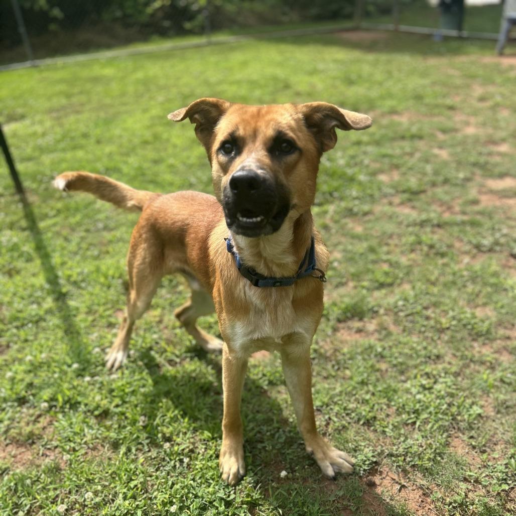 Enlarge Hinata, a Adoptable Mixed Breed in Auburn, AL image 3/6