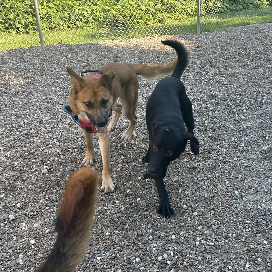 Enlarge Hinata, a Adoptable Mixed Breed in Auburn, AL image 4/6