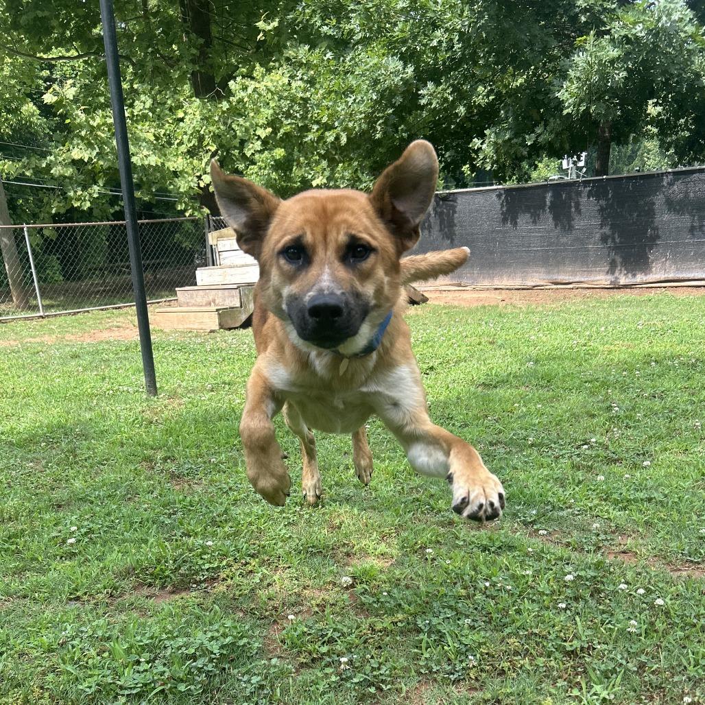 Enlarge Hinata, a Adoptable Mixed Breed in Auburn, AL image 5/6