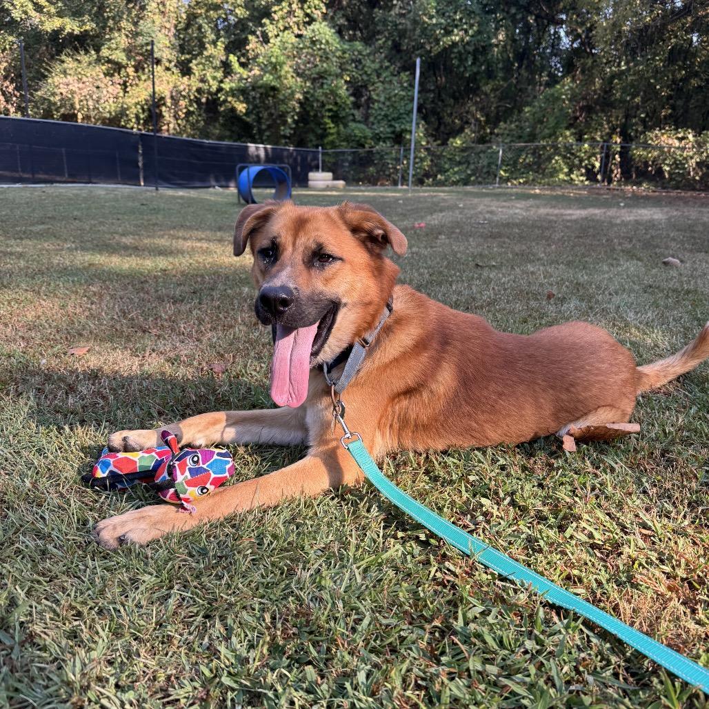 Enlarge Hinata, a Adoptable Mixed Breed in Auburn, AL image 6/6