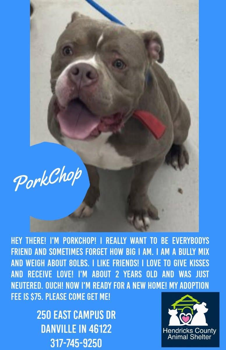 Enlarge Pork Chop, a Adoptable mixed breed in Danville, IN image 1/1