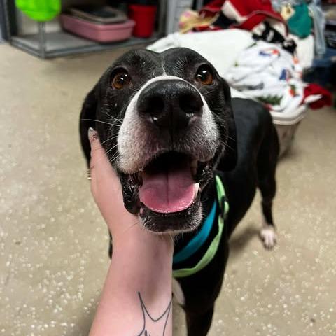 Ghostbuster, a Adoptable Mixed Breed in Chesapeake, VA image 1/6