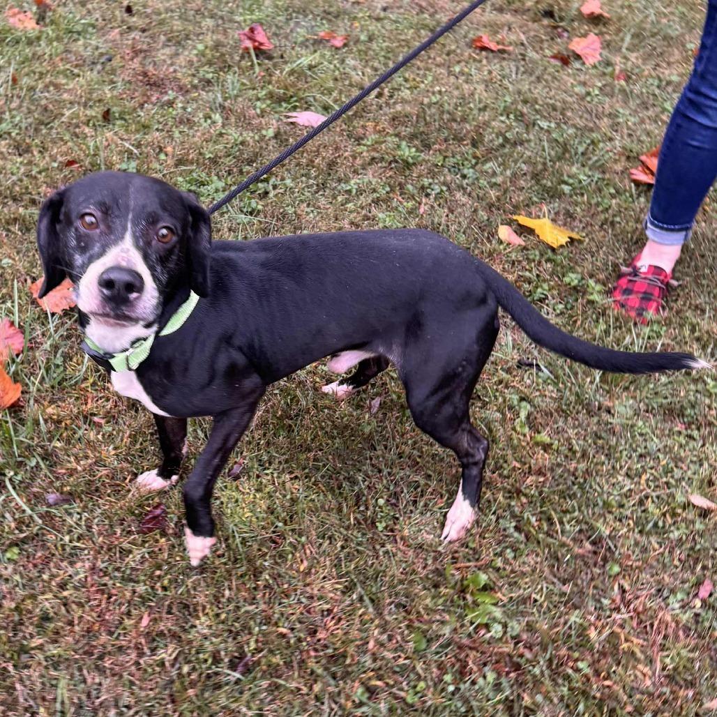 Ghostbuster, a Adoptable Mixed Breed in Chesapeake, VA image 2/6