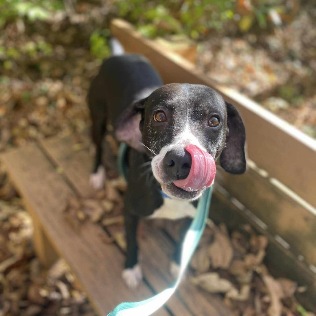 Ghostbuster, a Adoptable Mixed Breed in Chesapeake, VA image 3/6