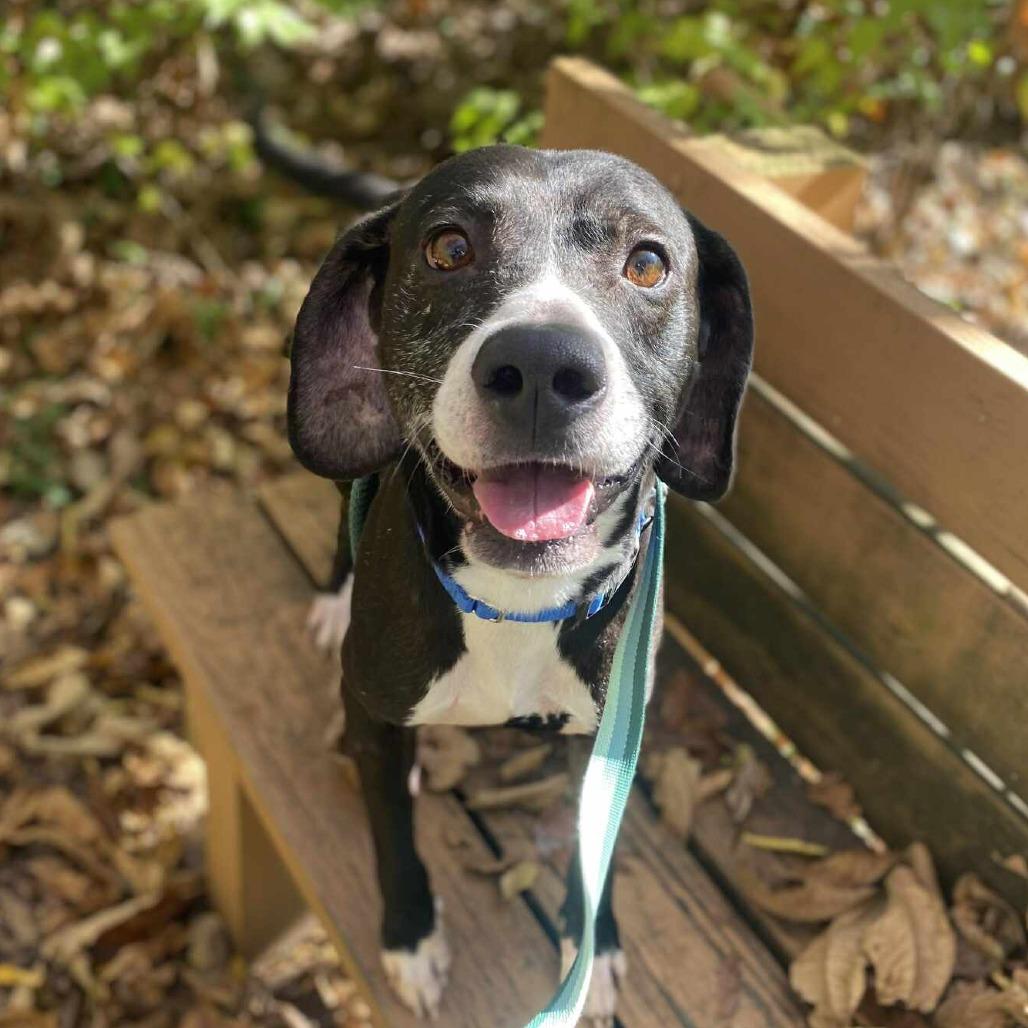 Ghostbuster, a Adoptable Mixed Breed in Chesapeake, VA image 4/6