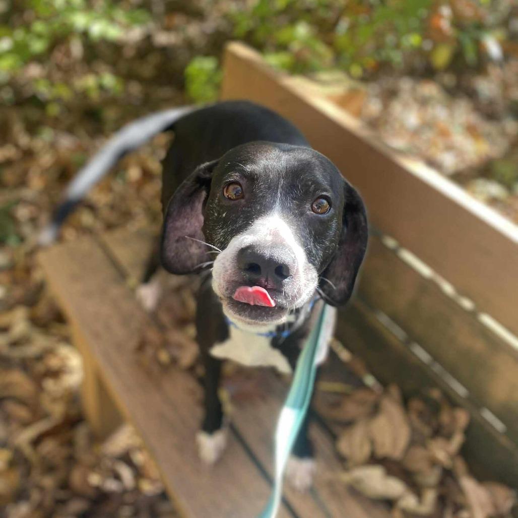 Ghostbuster, a Adoptable Mixed Breed in Chesapeake, VA image 5/6